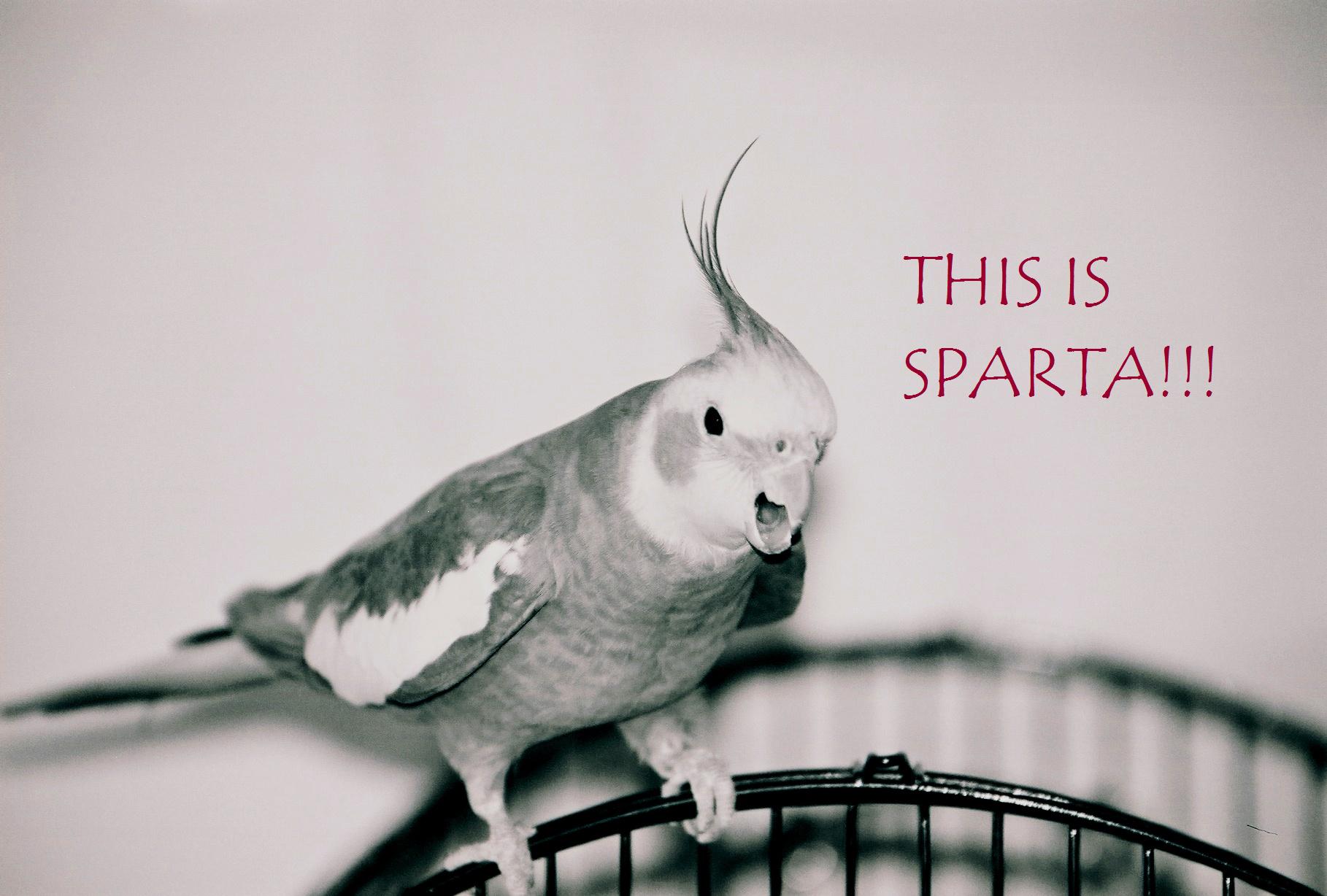 The Bird.jpg