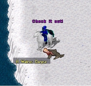 Walrus.jpg