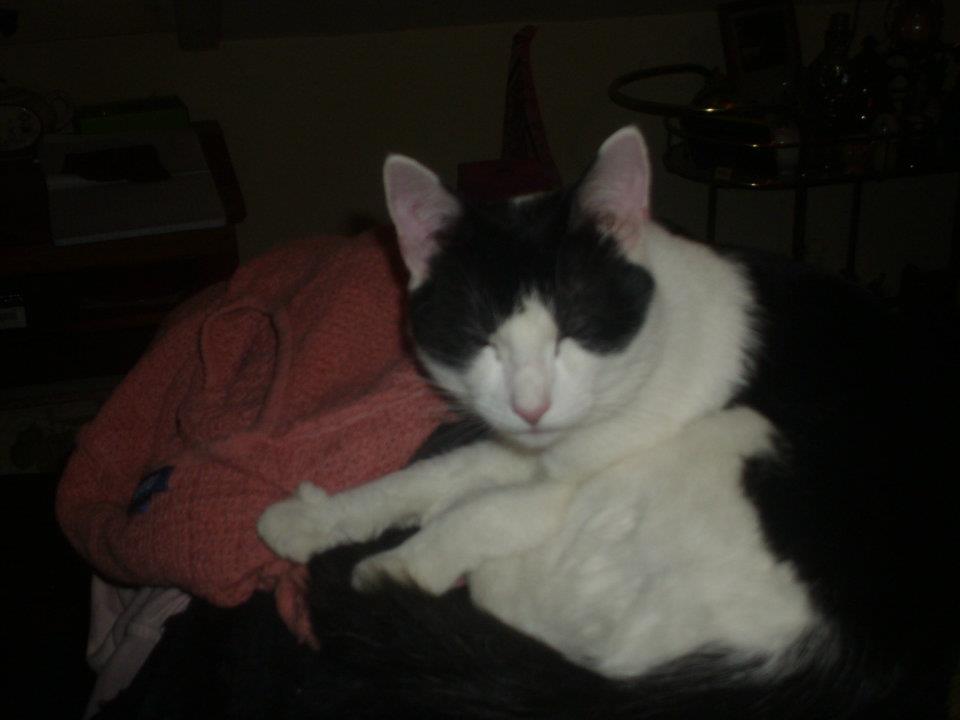 This is Bonkers. I named him expecting him to be, well, bonkers. :D He is very good natured and somewhat quiet. For the most part.