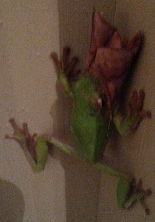 You spit that out RIGHT NOW!!!  Dadgum frog......