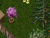 Only need the pear tree