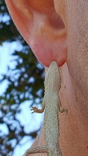 Glyph's Lizard totem of 2000 WHY DID YOU DO THAT???? and small protein snack.. The tails grow back ya know...