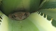 This frog was disguised as...