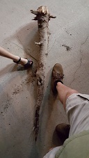 Dug this up this weekend. Foot included for size reference.