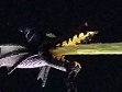 Dragon1.jpg