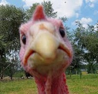 angry-turkey2.jpg