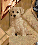 Retriever.png